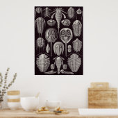 Poster Ernst Haeckel Art Imprimer : Aspidonia (Cuisine)