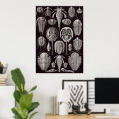 Poster Ernst Haeckel Art Imprimer : Aspidonia (Bureau à domicile)
