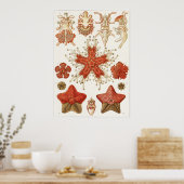 Poster Ernst Haeckel Art Imprimer : Asteridea (Cuisine)