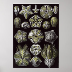 Poster Ernst Haeckel Art Imprimer : Blastoidea