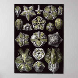Poster Ernst Haeckel Art Imprimer : Blastoidea