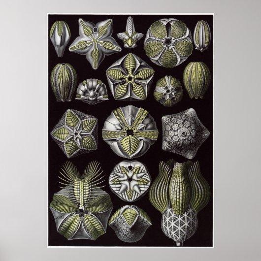 Poster Ernst Haeckel Art Imprimer : Blastoidea (Devant)