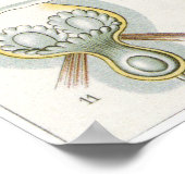 Poster Ernst Haeckel Art Imprimer : Bryozoa (Coin)