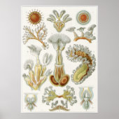Poster Ernst Haeckel Art Imprimer : Bryozoa (Devant)