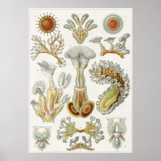 Poster Ernst Haeckel Art Imprimer : Bryozoa (Devant)