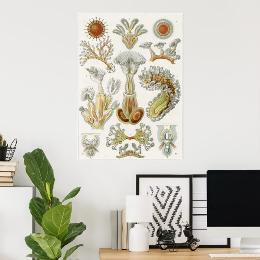 Poster Ernst Haeckel Art Imprimer : Bryozoa (Bureau à domicile)