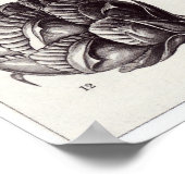 Poster Ernst Haeckel Art Imprimer : Coniferae (Coin)