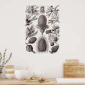 Poster Ernst Haeckel Art Imprimer : Coniferae (Cuisine)