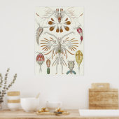 Poster Ernst Haeckel Art Imprimer : Copepoda (Cuisine)