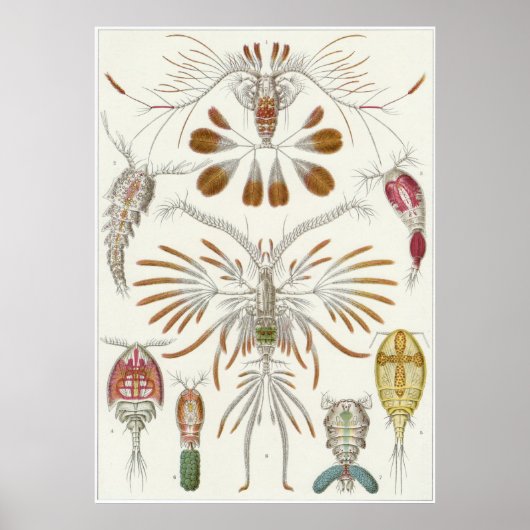 Poster Ernst Haeckel Art Imprimer : Copepoda (Devant)