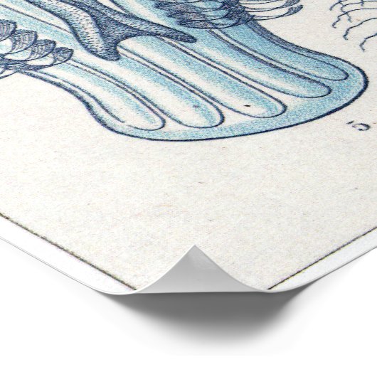 Poster Ernst Haeckel Art Imprimer : Ctenophorae (Coin)