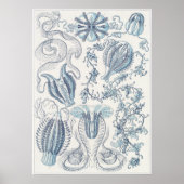 Poster Ernst Haeckel Art Imprimer : Ctenophorae (Devant)