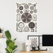 Poster Ernst Haeckel Art Imprimer : Diatomea (Bureau à domicile)