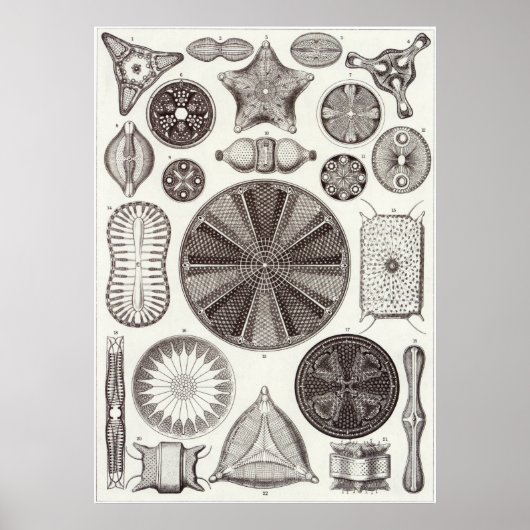 Poster Ernst Haeckel Art Imprimer : Diatomea (Devant)