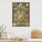 Poster Ernst Haeckel Art Imprimer : Discomedusae (Cuisine)