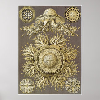 Poster Ernst Haeckel Art Imprimer : Discomedusae