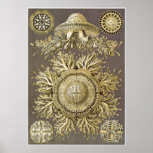 Poster Ernst Haeckel Art Imprimer : Discomedusae (Devant)