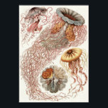 Poster Ernst Haeckel Art Imprimer : Discomedusae<br><div class="desc">Imprimerie d'art Ernst Haeckel</div>