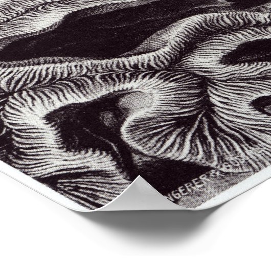 Poster Ernst Haeckel Art Imprimer : Hexacoralla (Coin)