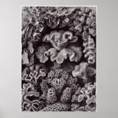 Poster Ernst Haeckel Art Imprimer : Hexacoralla (Devant)