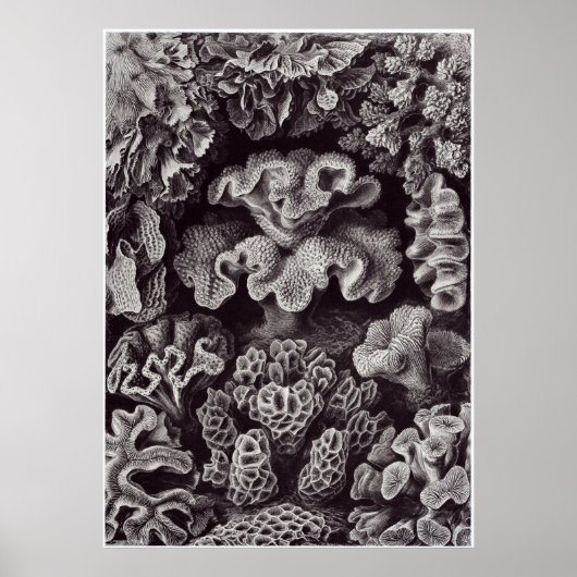 Poster Ernst Haeckel Art Imprimer : Hexacoralla (Devant)