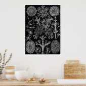 Poster Ernst Haeckel Art Imprimer : Lichenes (Cuisine)