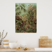 Poster Ernst Haeckel Art Imprimer : Muscinae (Cuisine)