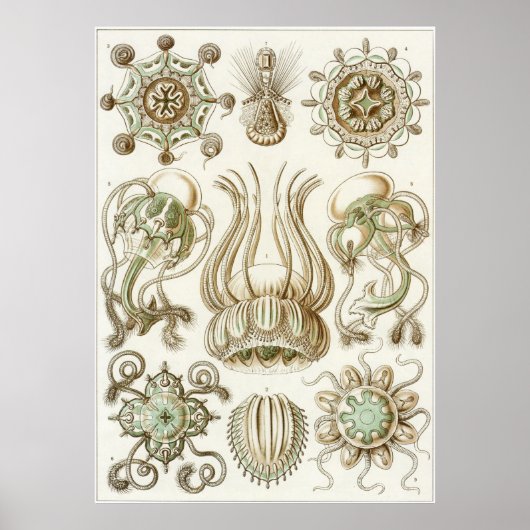 Poster Ernst Haeckel Art Imprimer : Narcomedusae (Devant)