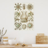 Poster Ernst Haeckel Art Imprimer : Narcomedusae (Cuisine)