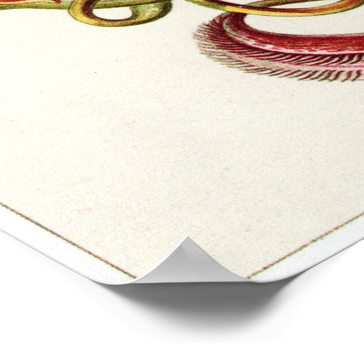 Poster Ernst Haeckel Art Imprimer : Nepenthaceae (Coin)