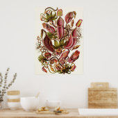 Poster Ernst Haeckel Art Imprimer : Nepenthaceae (Cuisine)