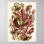 Poster Ernst Haeckel Art Imprimer : Nepenthaceae (Devant)