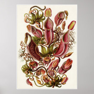 Poster Ernst Haeckel Art Imprimer : Nepenthaceae