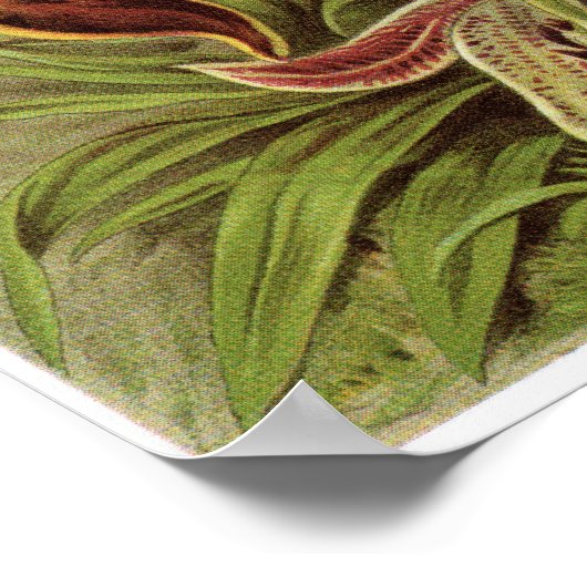 Poster Ernst Haeckel Art Imprimer : Orchidae (Coin)