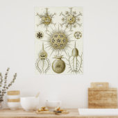 Poster Ernst Haeckel Art Imprimer : Phaeodaria (Phaeodare (Cuisine)