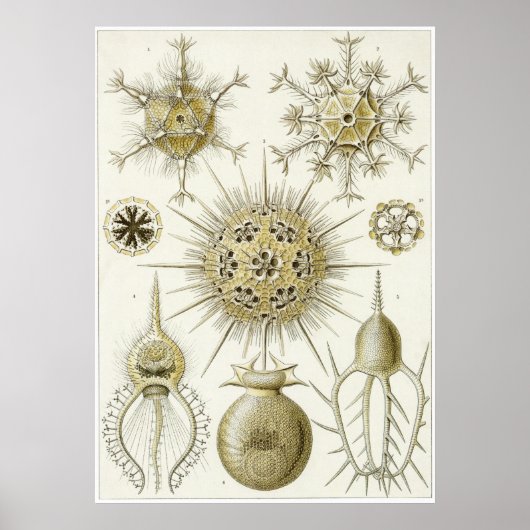 Poster Ernst Haeckel Art Imprimer : Phaeodaria (Phaeodare (Devant)
