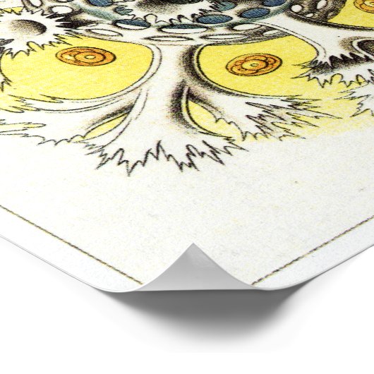 Poster Ernst Haeckel Art Imprimer : Polycyttaria (Coin)