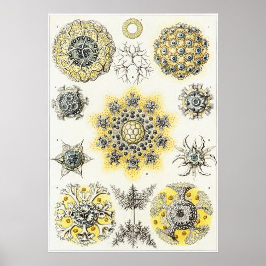 Poster Ernst Haeckel Art Imprimer : Polycyttaria (Devant)