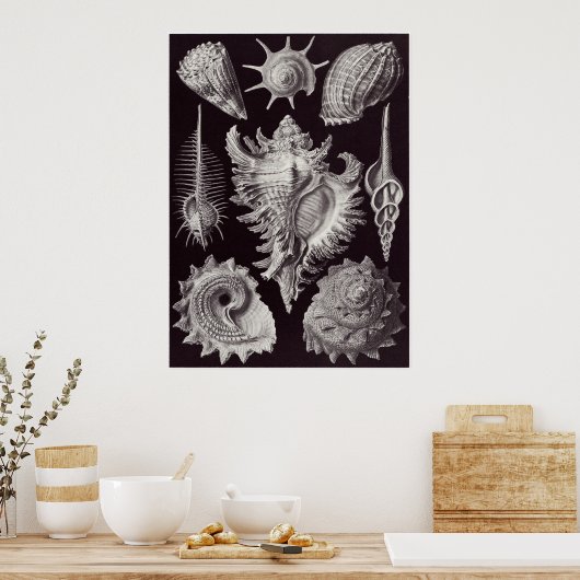 Poster Ernst Haeckel Art Imprimer : Prosobranchia (Cuisine)