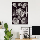 Poster Ernst Haeckel Art Imprimer : Prosobranchia (Bureau à domicile)