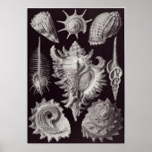 Poster Ernst Haeckel Art Imprimer : Prosobranchia (Devant)