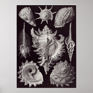 Poster Ernst Haeckel Art Imprimer : Prosobranchia