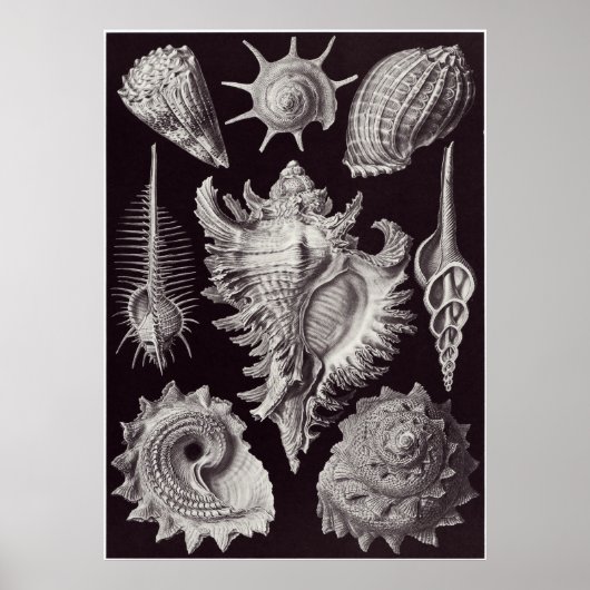 Poster Ernst Haeckel Art Imprimer : Prosobranchia (Devant)
