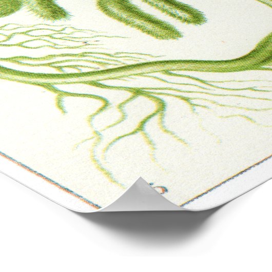 Poster Ernst Haeckel Art Imprimer : Siphoneae (Coin)