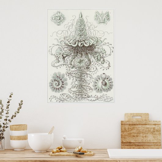 Poster Ernst Haeckel Art Imprimer : Siphonophorae (Cuisine)
