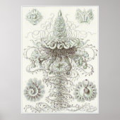Poster Ernst Haeckel Art Imprimer : Siphonophorae (Devant)