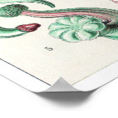 Poster Ernst Haeckel Art Imprimer : Siphonophorae (Coin)