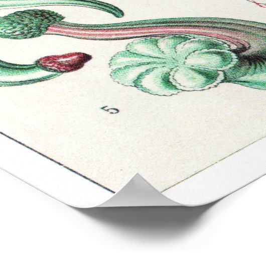 Poster Ernst Haeckel Art Imprimer : Siphonophorae (Coin)