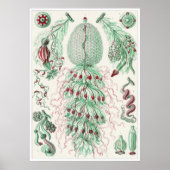 Poster Ernst Haeckel Art Imprimer : Siphonophorae (Devant)