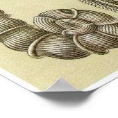 Poster Ernst Haeckel Art Imprimer : Thalamophora (Coin)